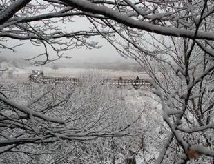 Snow flakes and sugar crystals