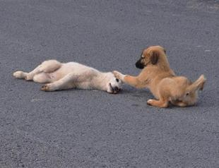 Dog waits beside injured puppy hit by car until she is taken to the vet