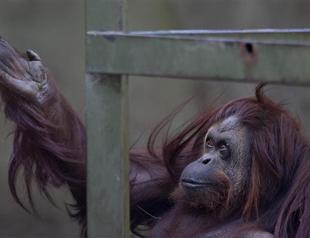 Captive orangutan has human right to freedom, Argentine court rules