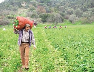 Spinach harvest in Torbalı