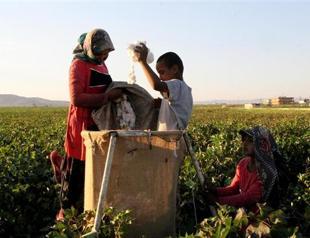 Şanlıurfa children skip school opening to work in cotton fields