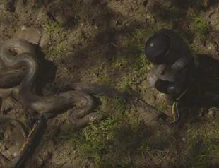 US naturalist battles with snake for TV, but not eaten alive as promised