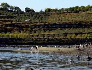 A sustainable model in the Aegean: Coal mine field converted to organic olive plantation