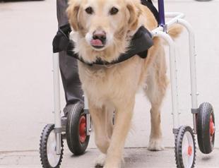 Turkish orthopedics company helps disabled animals