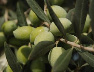 Olive oil price hike hits Turkey, may ‘trigger boycott’