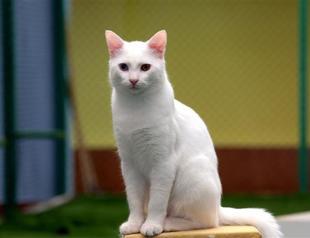 Van cats poised to escape extinction at university