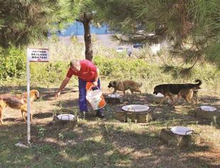 Street animals protected in industrial zones close to Istanbul