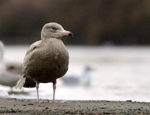 Birdwatchers flock to Rize to photograph glaucous gull, not seen in Turkey for 140 years