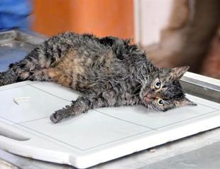 BIG PICTURE: Car dismantled to save stray cat in eastern Turkey