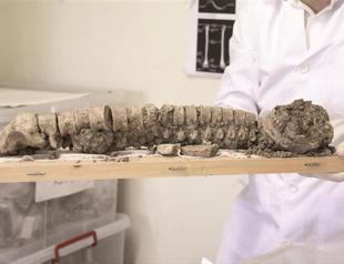 Thousands-year-old bones come to surface in Istanbul