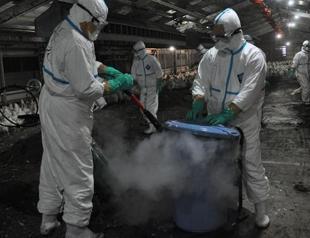 Japan culls 42,000 chickens after second bird flu outbreak
