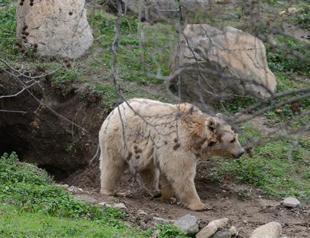 Bear at Turkish zoo digs den to hibernate
