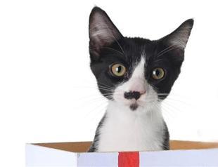 Top 10 odd news from Turkey in 2014