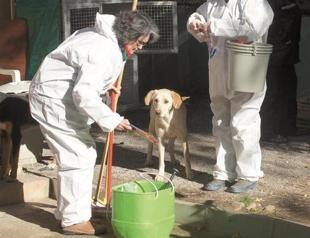 British women clean animal shelter in Marmaris