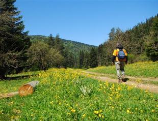 Turkey’s forests are growing, Forestry Ministry claims