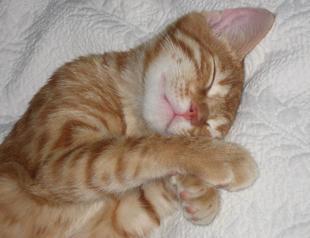 The economics of Christmas gifts