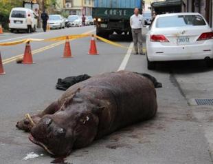 Hippo jumps from moving truck in Taiwan, startling locals