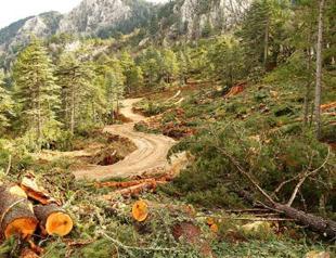 Activists protest razing of 800-year-old cedar trees for Antalya marble quarry