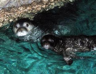 Experts call for protection of plant-stricken Marmara coast to preserve seals
