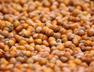 Turkish hazelnut export sales hit record high in 2014