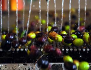 Turkey’s olive oil exports come to a halt