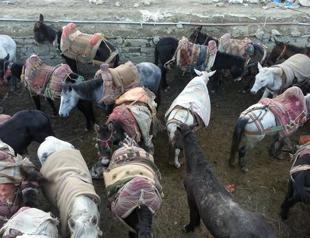 Mules slated for euthanization escape to Iran