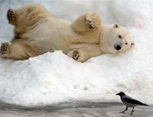 Migratory birds, fish and mammals get new UN protection