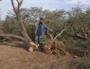 Nationalist leader charges government with ‘tyranny’ in Soma olive grove