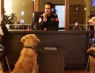 Turkish municipality adds three stray dogs to search unit