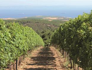 Traces of Thracian tastes