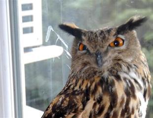 Owl with broken wing saved in Turkey