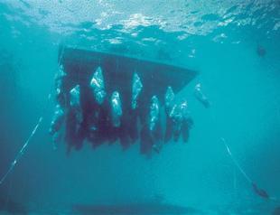 ‘End of Dreams’ show sings ode to migrants