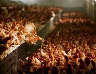 Turkey’s poultry sector faces risk of losing biggest export market