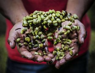 Central Americas new coffee buzz: Renewable energy