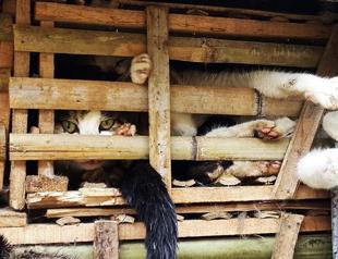 Thousands of seized cats feared buried alive in Vietnam