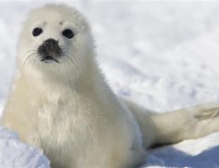 New Turkish anti-fur campaign: Take off your fur, wear your conscience