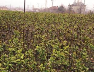Tobacco planted on archaeological area in northern Turkey