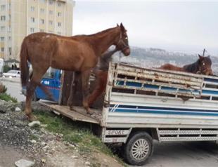 Turkish scrap dealers steal two precious English thoroughbreds for carriage