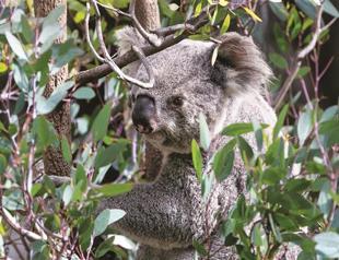 Hundreds of starving koalas legally killed in Australia