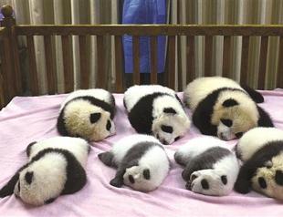 Wild panda population up nearly 17 percent