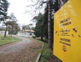 Barracks become the preserve of the bees