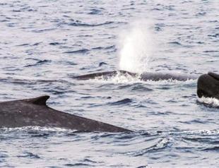 Blue whales switch on Antarctic song