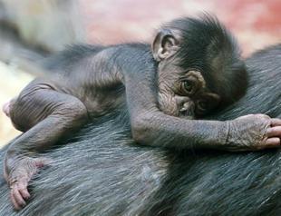 Chimps are people too: Lawyer