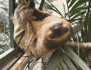 Turkey’s first sloths