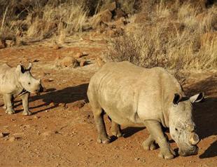 Horrific record 1,020 rhino killed in South Africa