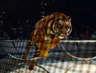Circus act retreats as Turkish animal rights activists push