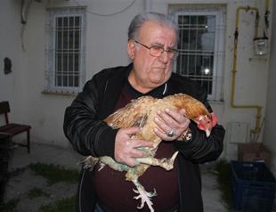 Turkish man pardons amputee chicken, treats it with prosthetic leg