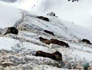 Mules ‘used in smuggling’ killed by soldiers in southeast