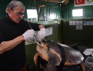 Injured caretta caretta to have 3-D orthopedic chin