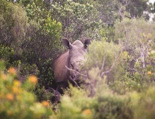 Poaching victim rhino gives birth